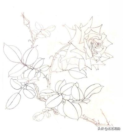 国画月季画法视频教程,工笔月季枝干的画法