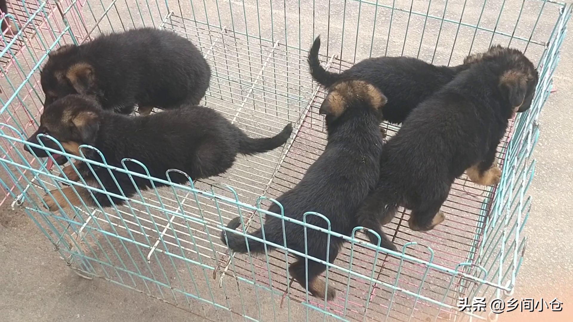 豫东第一大狗市,带你看看周口最大的狗市