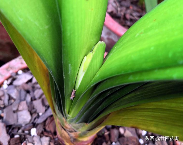 最不怕浇水的5种花,黄叶最好养的4种花