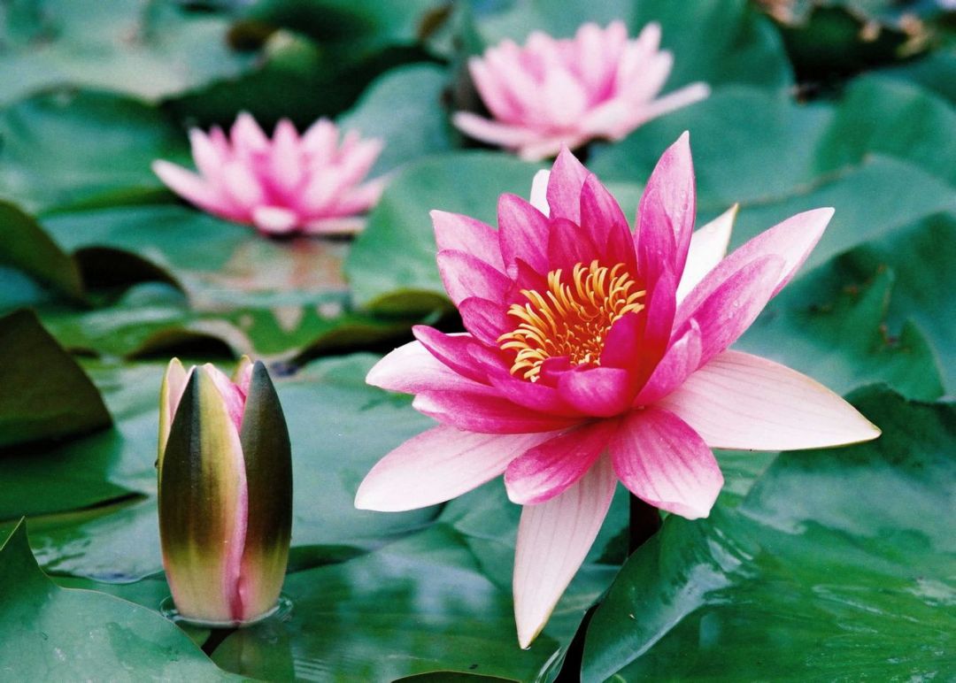 紫清山房琐记(135)栽种睡莲