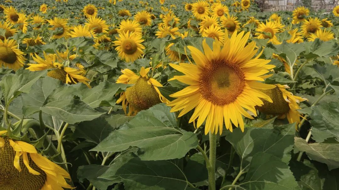 早安营口2019年5月16日,早安营口新闻