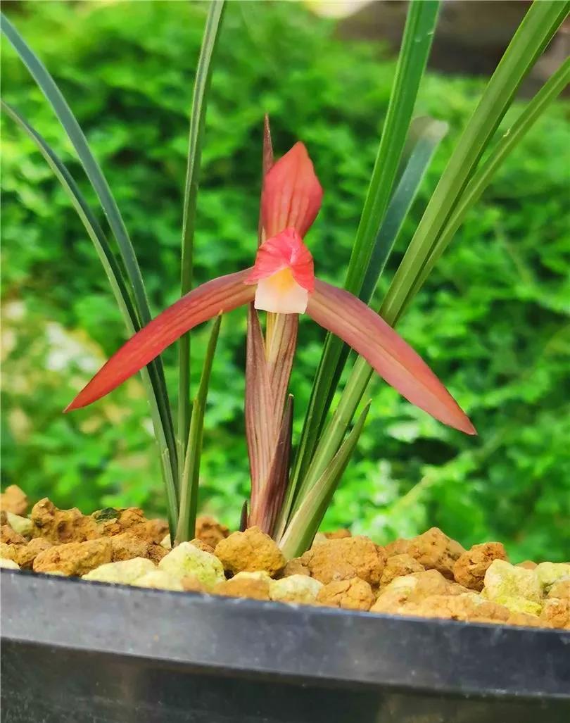 云南玉溪早年下山的一颗春兰红花素，现在成为市场炙手可热的精品