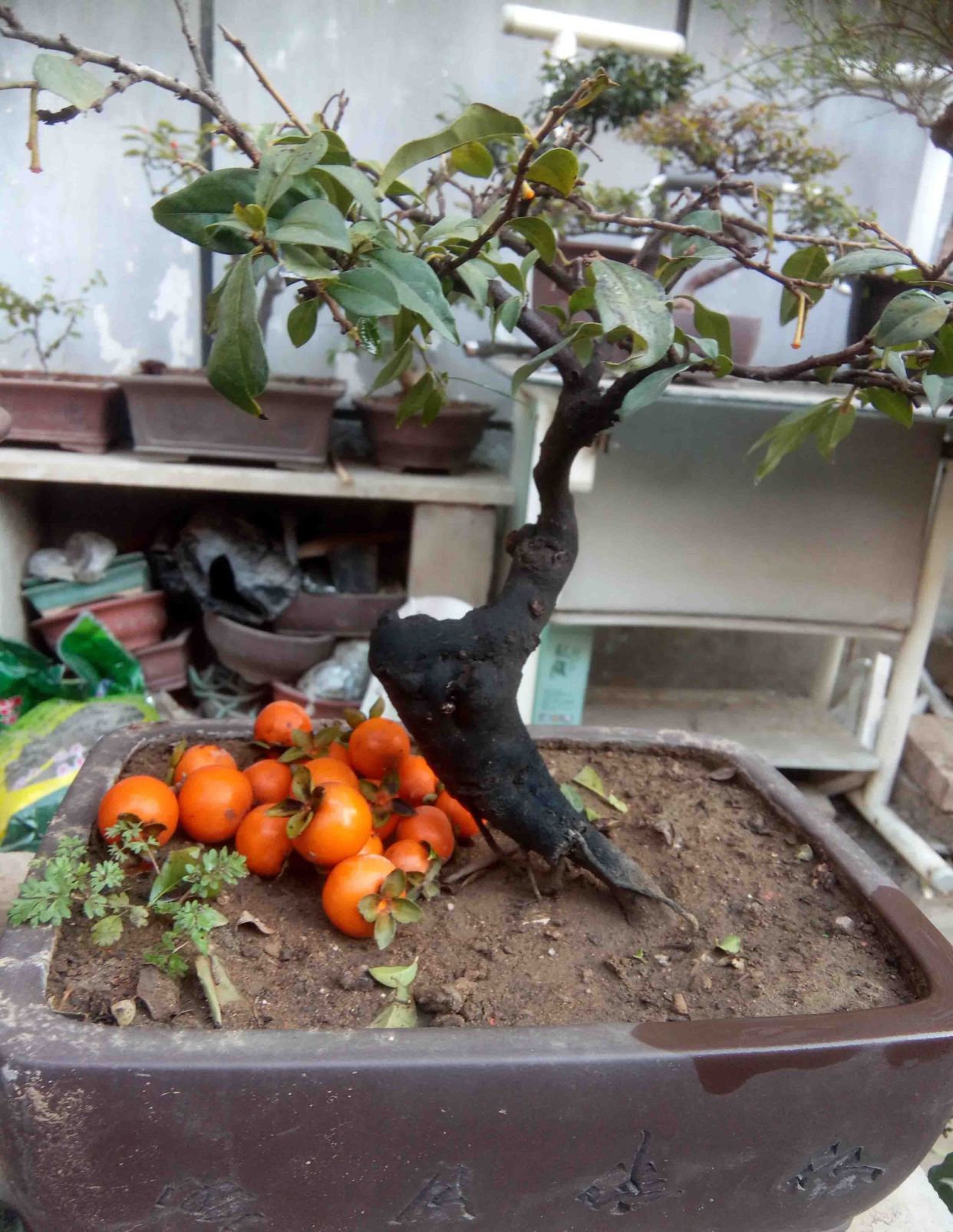 盆景金弹子活桩如何逼芽,盆景原生母桩小叶金弹子