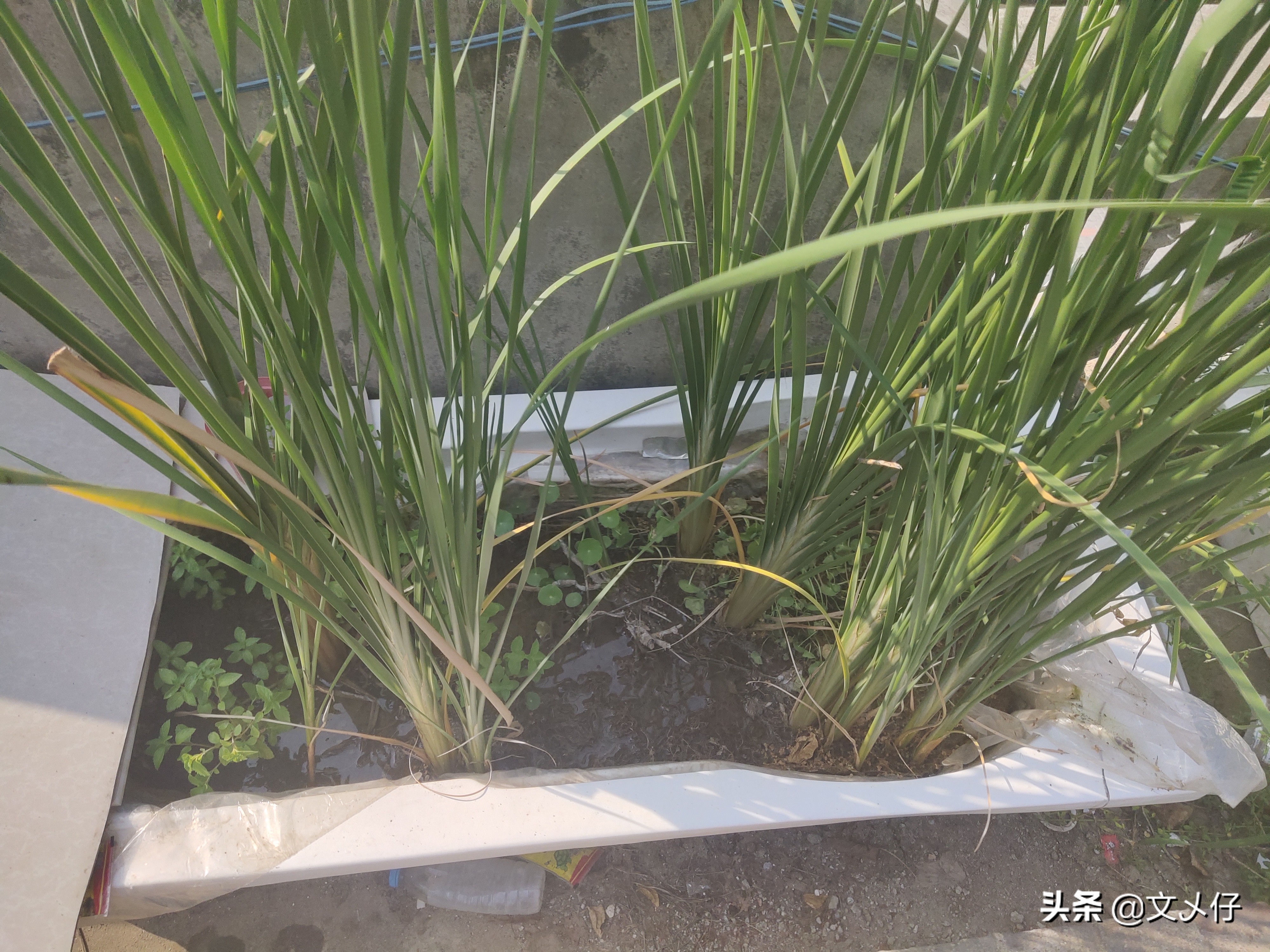 养殖经验谈,沼泽过滤和泥水养龟比较