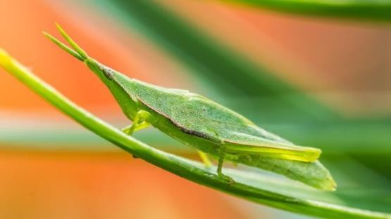龟类的进化过程图片,龟鳖目动物外形特征
