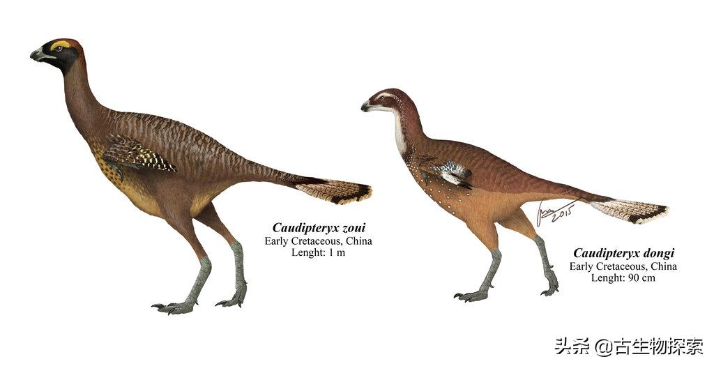 有羽毛和翅膀的恐龙叫什么恐龙,特厉害的恐龙是什么恐龙