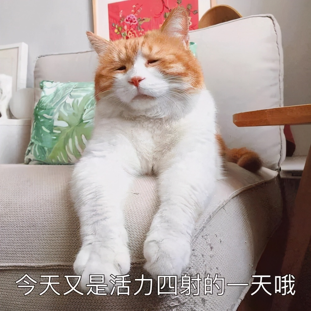 猫过敏会自己好吗,猫过敏会死吗