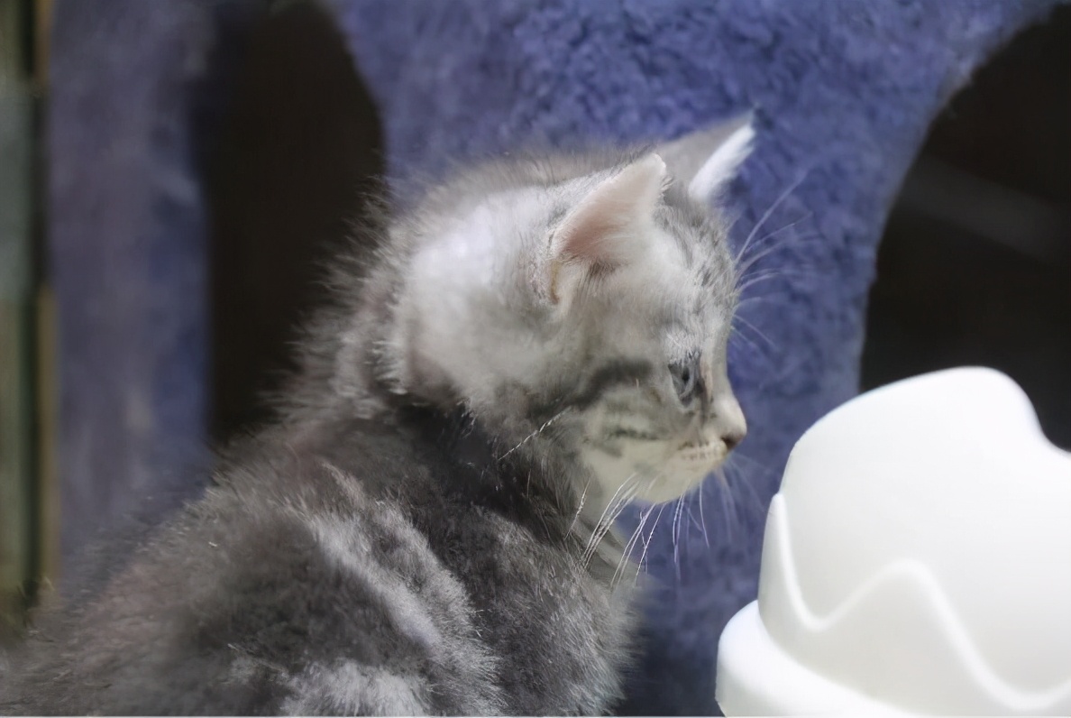 以为单身就可以自由,开始以为养猫是为了不孤单