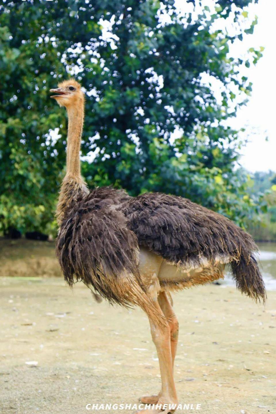 洋沙湖5.1一日游攻略,洋沙湖游玩攻略一天