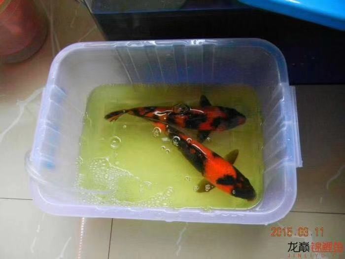 鱼缸养锦鲤鱼的方法和技巧,鱼缸新手养锦鲤鱼的正确方法