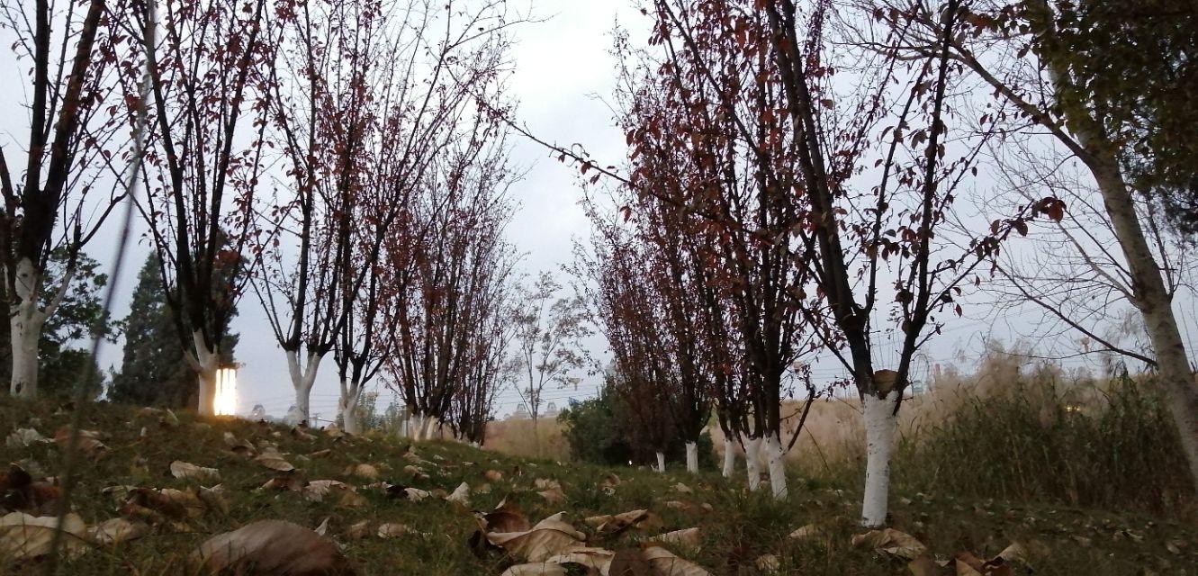 曲靖泰丰公园,晨拍泰丰公园路边