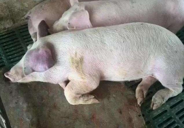 预防猪的附红体用什么药,治疗猪附红体特效药