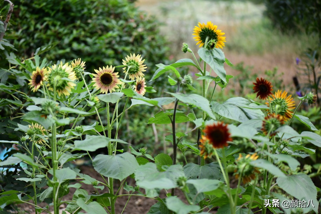 这个夏天我在花园里种向日葵|园丁