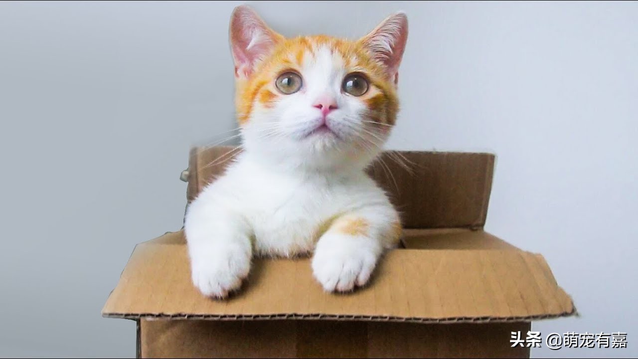 猫咪霉菌耳炎怎么治疗,猫咪霉菌中毒几天发作