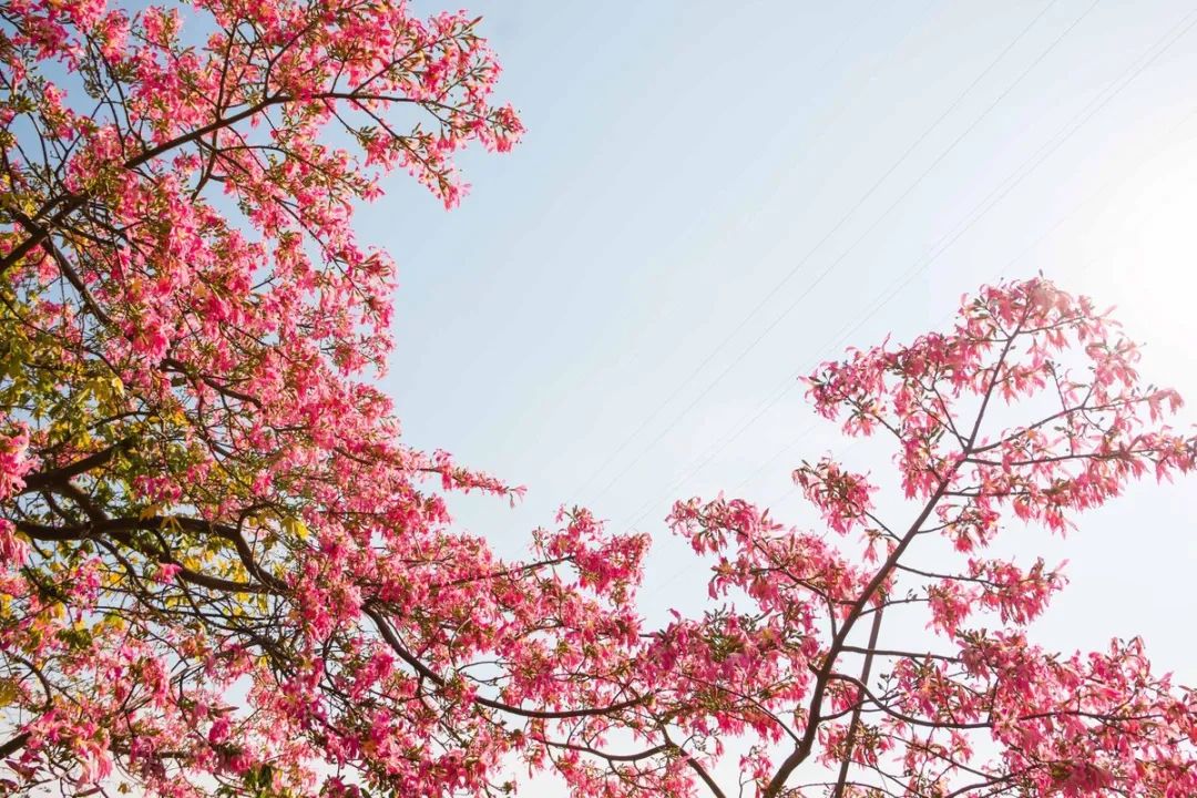 东莞游玩7大景点攻略图,去东莞必玩的十大景点