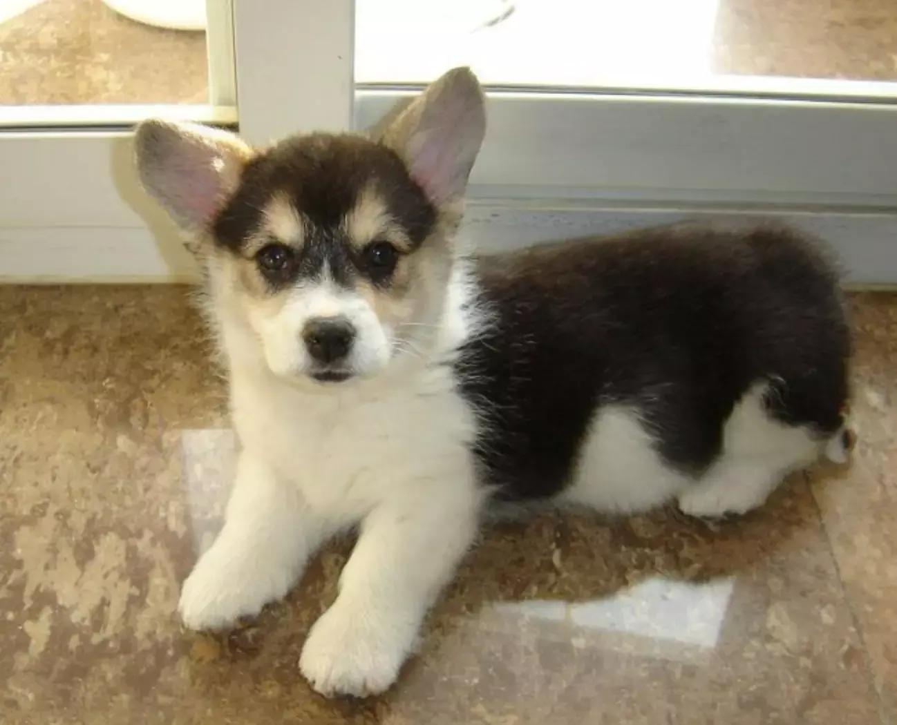 养狗狗必须爱狗狗,怎么知道狗狗是不是纯种的狗