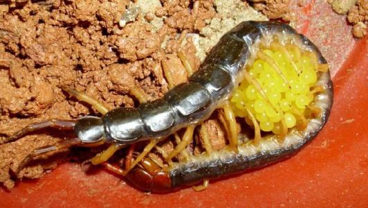 蜈蚣养殖方法和注意什么,蜈蚣怎么养