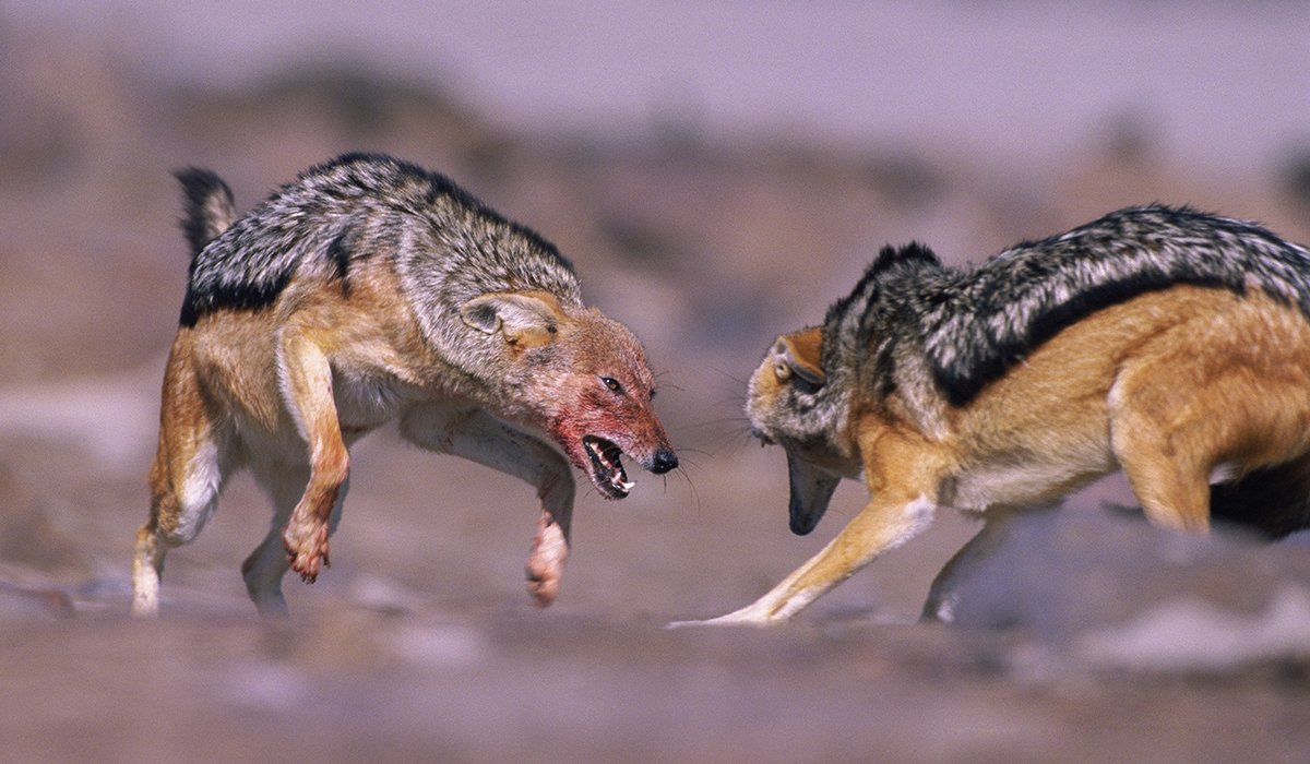 黑背胡狼的生活特点,黑背胡狼个人简介