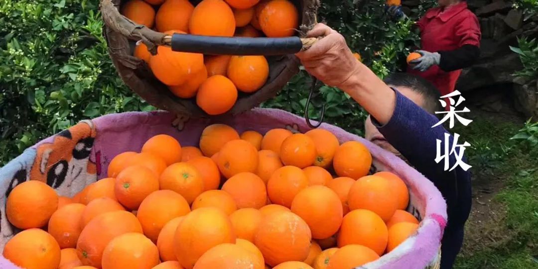秭归夏橙和伦晚橙的区别,秭归伦晚帝王橙
