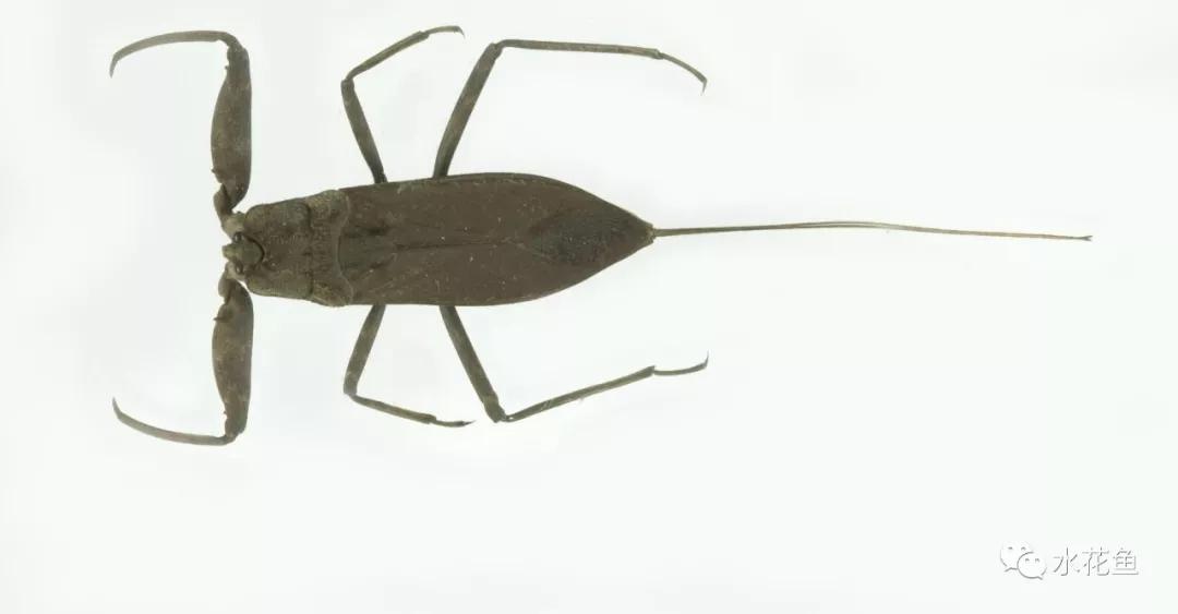 鱼苗消毒和病虫防治,水花鱼苗气泡病发病原因