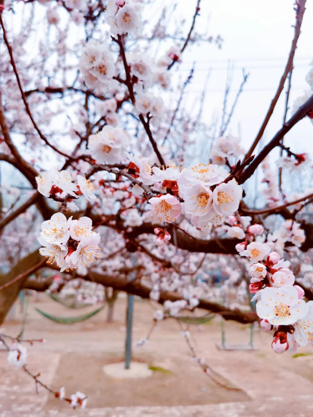 聊城姜堤乐园的门票是多少钱,姜堤乐园玻璃桥
