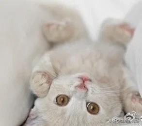 12星座排名第一名是谁,12星座女生谁最好看排名