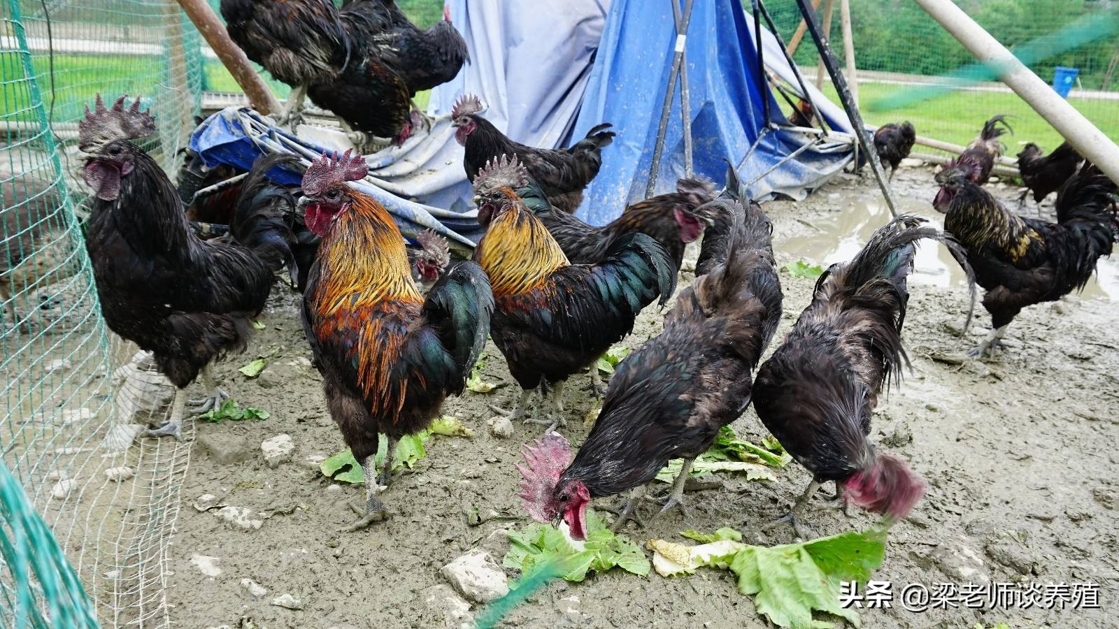 鸡冠颜色变白什么病,鸡冠黑了是得了什么病