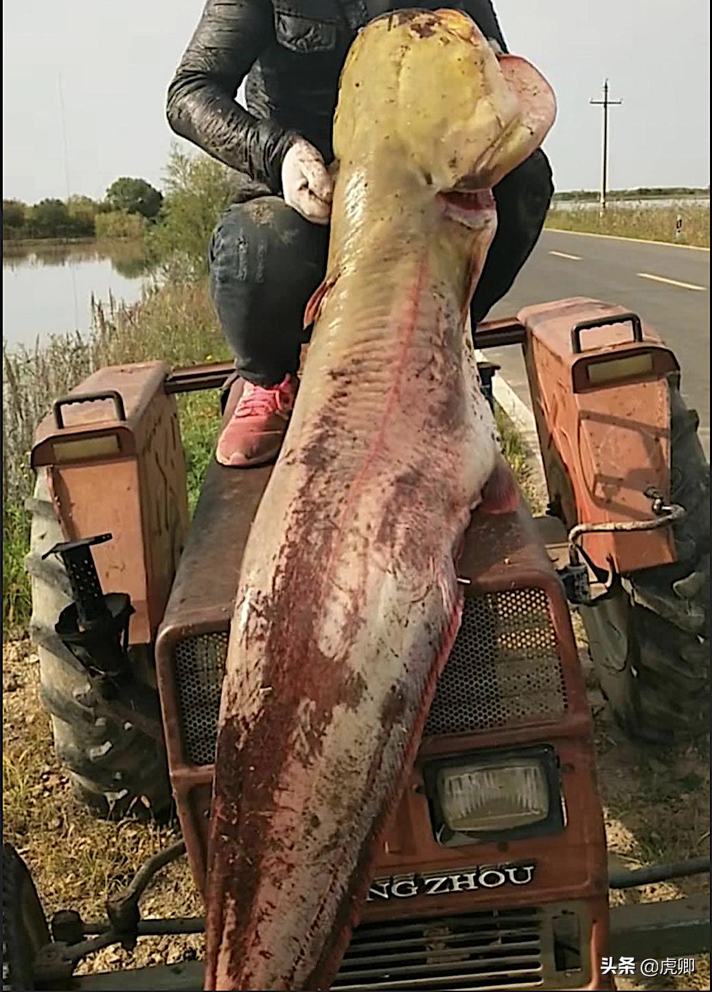 鲟鳇鱼国家保护动物吗,鲟鳇鱼国家保护
