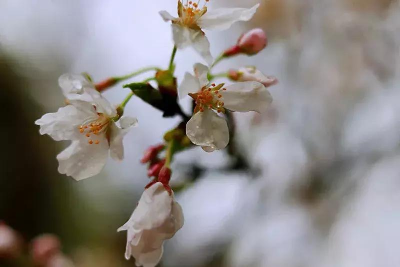 抚州樱花景区,抚州看樱花的地方