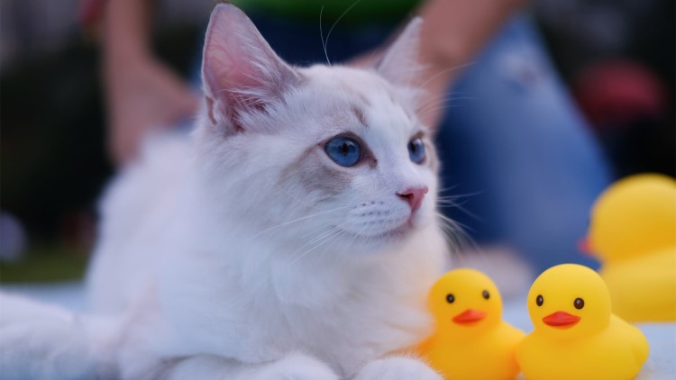 喵星人吃胖了的表现,喵星人怎么吃才会吃得少