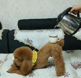 泰迪脏了是什么样子,泰迪脏