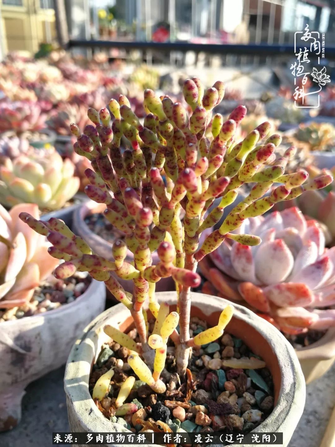 秋闲赏多肉,话育儿,亲生的自家娃,总有一刻让你怦然心动