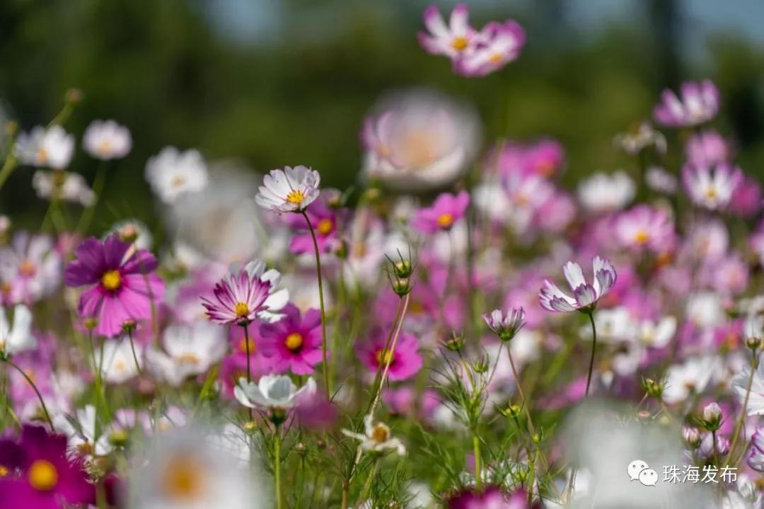 2020美到窒息！珠海的冬天，美炸了