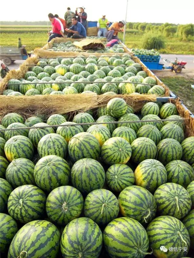 农业农村部、财政部公布！宁安成为首批20个国家现代农业产业园之一