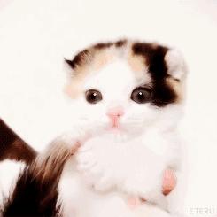 养猫进化史,撸猫的乐趣只有养猫的才懂