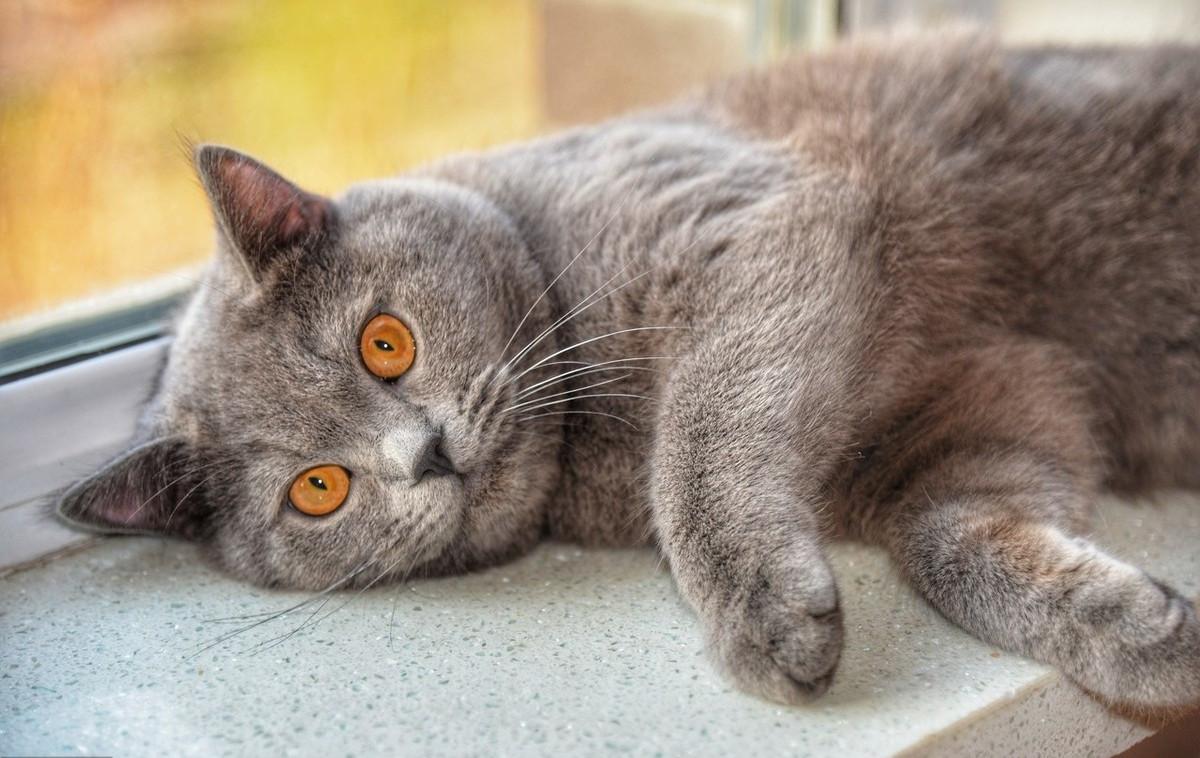 养猫人的精神状态图鉴,养猫人的精神状态一览