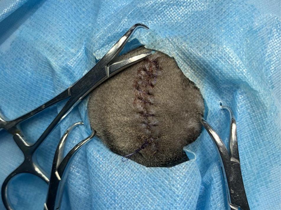 猫咪额头突然肿起来到底是什么原因导致的？你知道吗