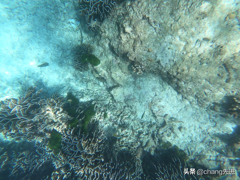 泰国普吉斯米兰跟团浮潜,泰国普吉岛自由潜水皇帝岛