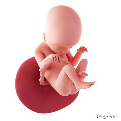 怀孕5个月的胎宝宝长什么样,5个月准妈妈体型