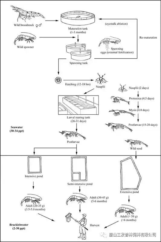 斑节虾是淡水养殖还是海水养殖,微正斑节虾养殖