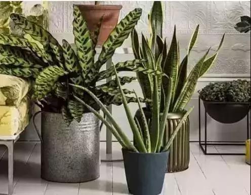 消除新房甲醛的是哪种盆景植物,吸附甲醛最好植物