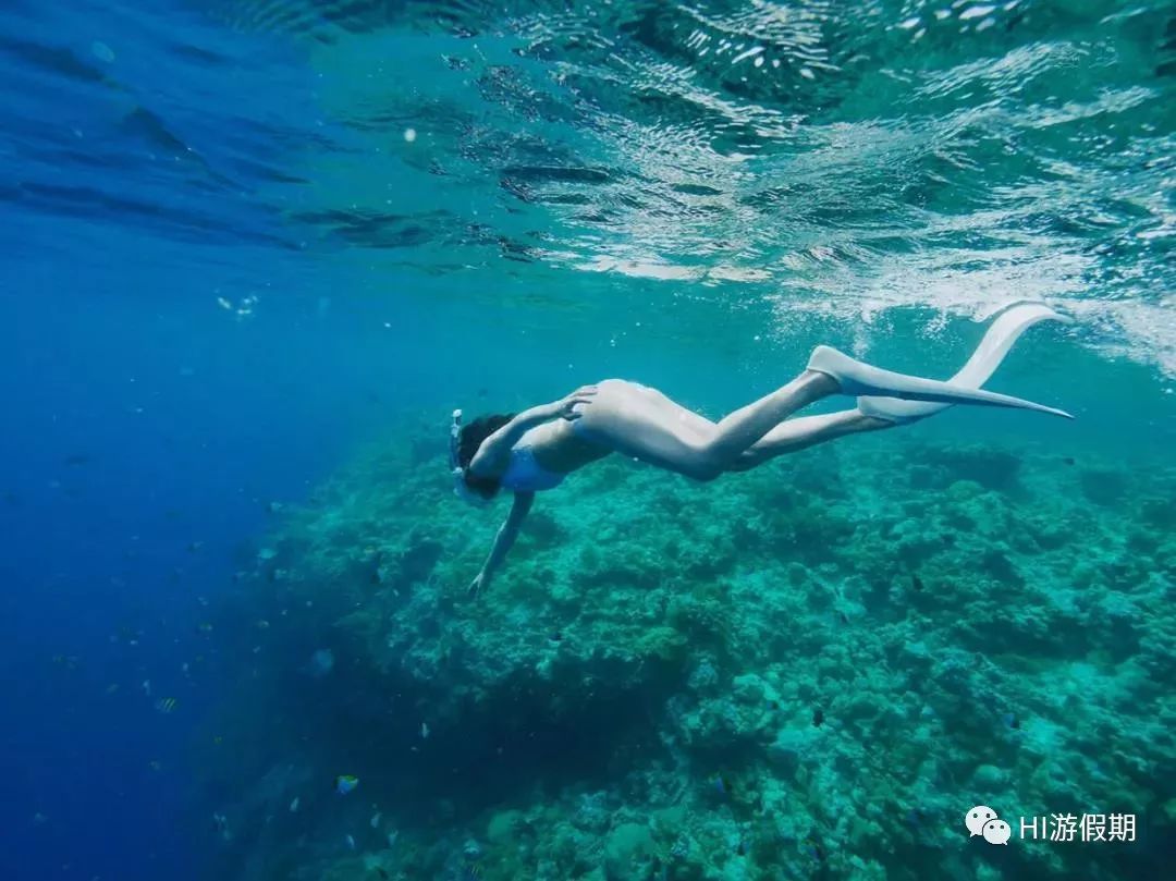 帕劳海底世界美人鱼,美人鱼和帕劳