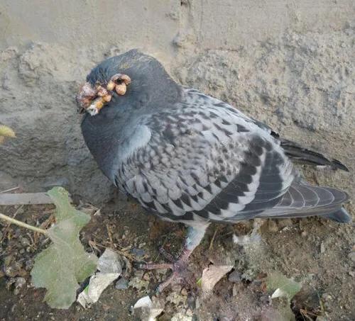 信鸽病防治,信鸽疾病的预防常识