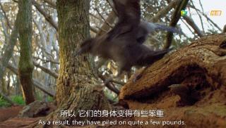 被吹爆的神片,被吹上天的神作