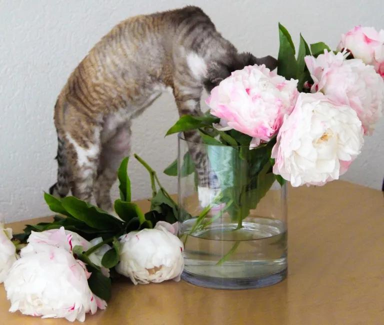 有宠一族必看：啥家庭条件呀，好几万的沙发随便毁？