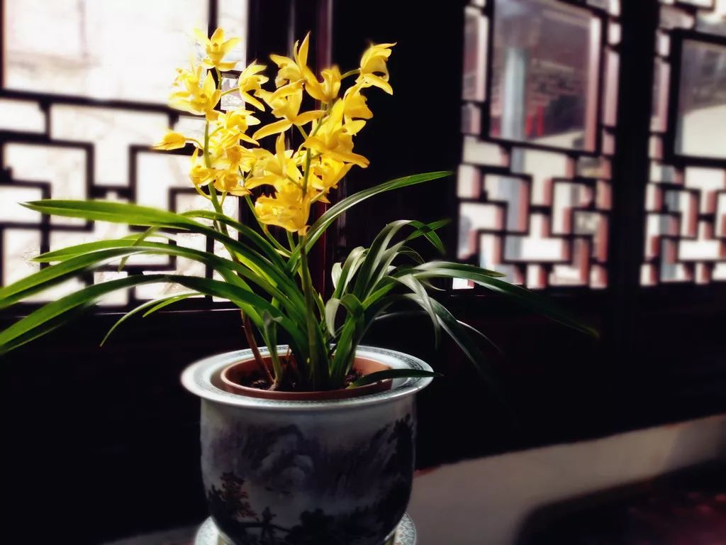 兰花有蚂蚁要消灭吗,如何治兰花盆中的蚂蚁