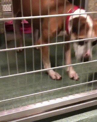 比特犬收容所关卡,比特犬被主人遗弃的后续