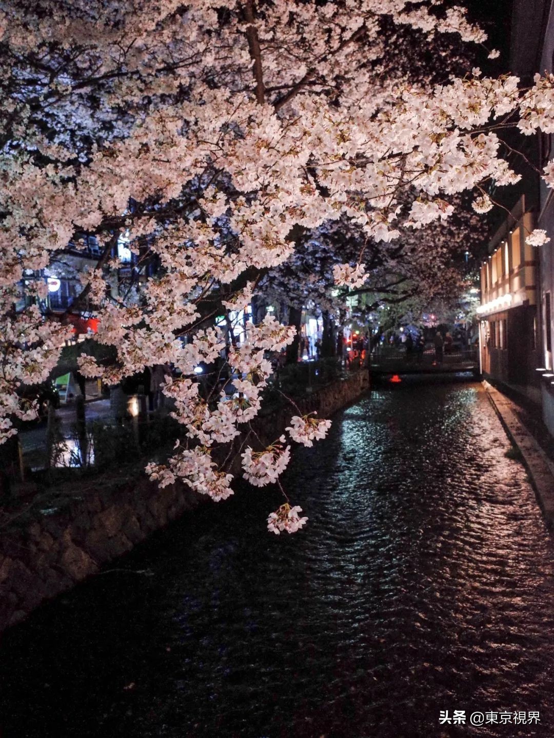 我在京都,攒下一整个春日的绝美樱色送给你。