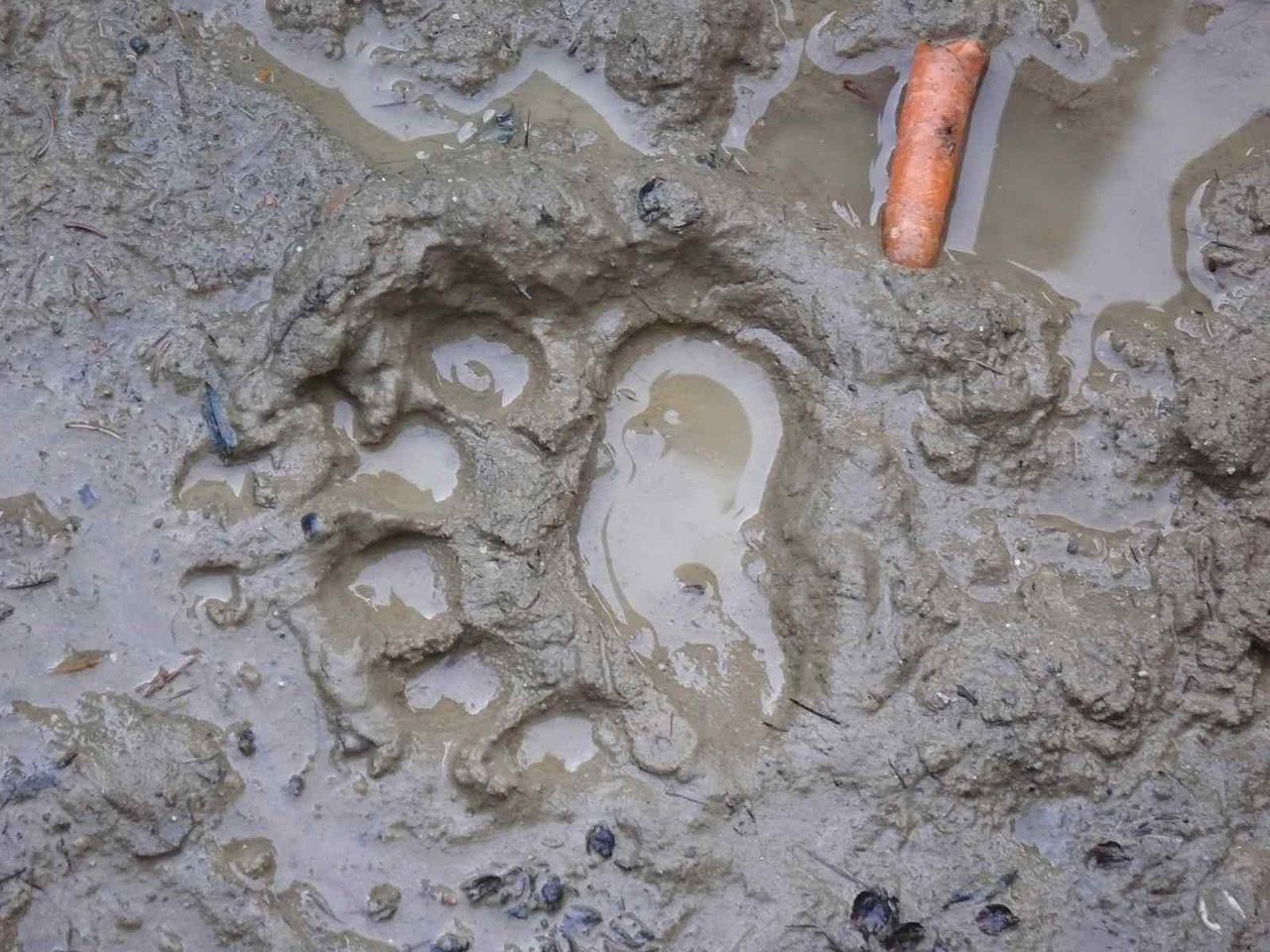 遇到熊如何保命,遇到熊如何自救动画