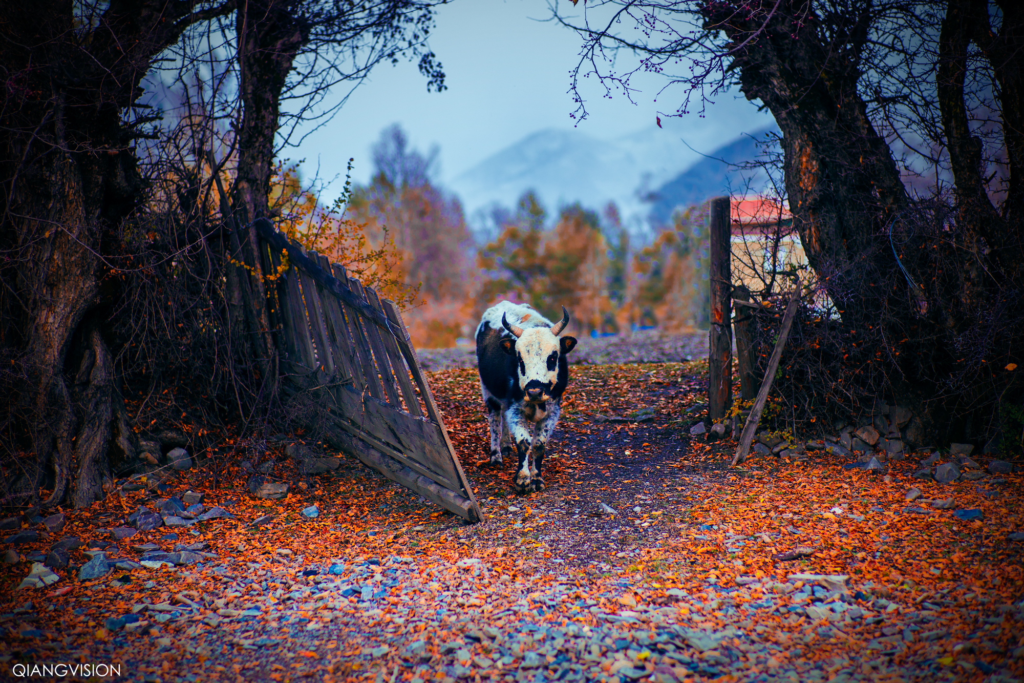 成都周边秋天美到极致的秋色,成都近郊游最美秋色